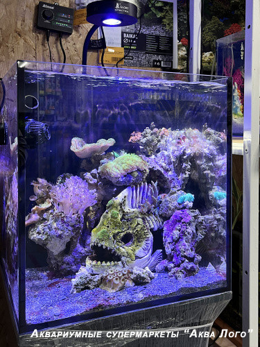 Готовое решение - аквариум морской - Древняя пиранья. Объем аквариума 60 литров.