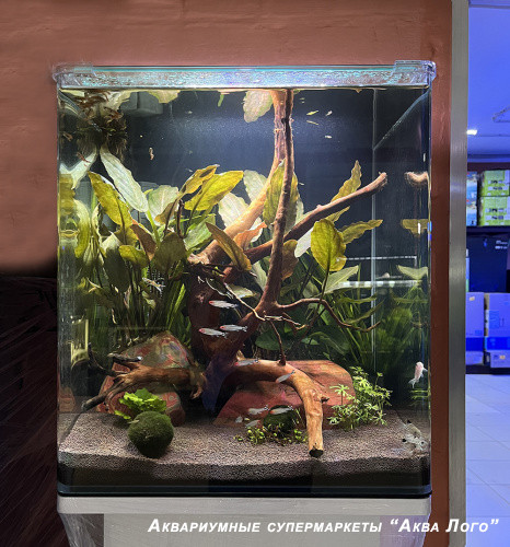 Готовое решение - аквариум пресноводный - Огненная гора. Объем аквариума 60 литров.