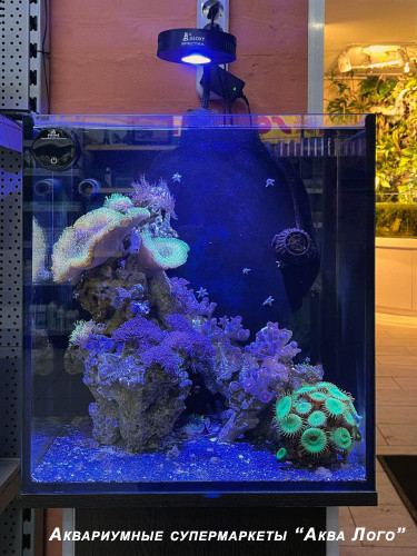 Аквариум морской с наполнением "Древняя пиранья" 60 л