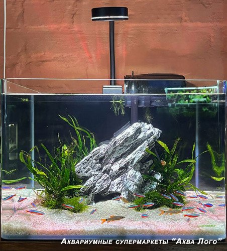 Пресноводный аквариум - готовое решение - Неон-чики.Объем аквариума 35 литров.