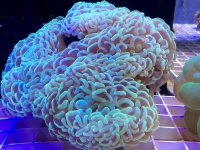 Эуфиллия молоточковая Euphyllia ancora (Euphyllia paraancora) в супермаркете Аква Лого на Волжской Эуфиллия молоточковая Euphyllia ancora (Euphyllia paraancora) в супермаркете Аква Лого на Волжской