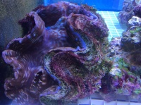 Тридакна максима (Tridacna maxima)