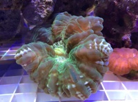 Цинарина зеленая
Cynarina lacrymalis
Owl eye coral (Button coral)