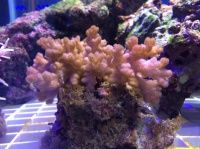 Поциллопора (Pocillopora sp.)