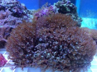 Тубипора  - красный органчик
(Tubipora musica, Red Pipe Coral)