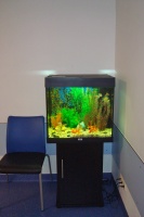Первый аквариум установлен в приемной отделения лучевой терапии, где дети и родители ожидают процедуры