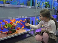 Даша Васюткина провела немало времени, подробно изучая пресноводный аквариум и его обитателей.