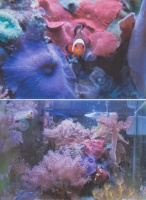 Фото клоуна и кораллов - обитателей морского аквариума от Карета Е.А.