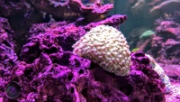 Кораллы - они же живые морские беспозвоночные - очень красивы!