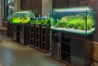 Эти великолепные аквариумные пейзажи созданы владельцем галереи растительных аквариумов компанией "Унитекс"