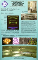 Стендовый доклад №8: "Использование пресноводного аквариумного комплекса для изучения эндемичных гидробионтов озера Байкал". Авторы: с.н.с., рук. группы пресноводный аквар. комплекс, к.б.н. ЛИН СО РАН Глызина О.Ю., преподаватель, к.б.н. МАОУ ДОД «Дворец