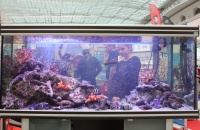 Живое население аквариума: рыба-белка, голубой королевской хирург, лунная талассома, дасциллы, клоун и др.