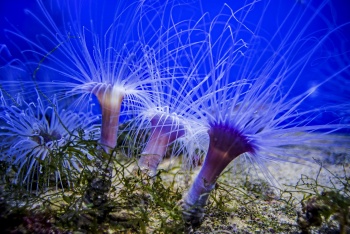 Трубчатый анемон (лат. Ceriantharia varia)