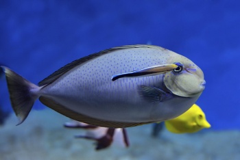 Носорог Вламинга (лат. Naso vlamingii) и губан доктор (лат. Labroides dimidiatus)