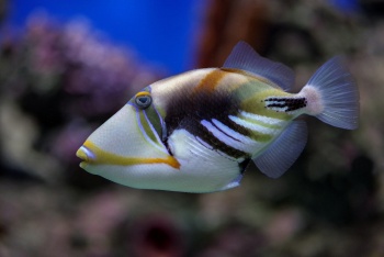 Расписной спинорог (лат. Rhinecanthus aculeatus)