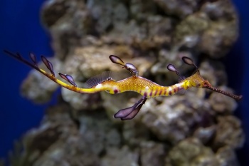 Морской дракон обыкновенный (Phyllopteryx taeniolatus)