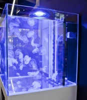 Новинка выставки - аквариумы для медуз