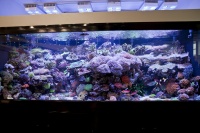 Великолепный морской аквариум с живыми кораллами. Все посетители выставки, особенно аквариумисты, несомненно запомнили этот морской аквариум с огромным количеством беспозвоночных самых различных цветов и форм.