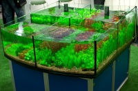 Hobby установили на стенде аквариумные стойки с искусственными растениями, которые было сложно отличить от настоящих