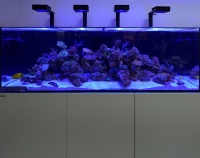 Новые модели морских рифовых аквариумных систем Red Sea: на фото - аквариум Max-S650 объемом 650 литров