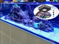 Например, компания Aqua Medic продемонстрировала на своем стенде новые светильники для аквариумов.