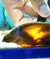 Эта рыба издает электрические импульсы, которые считывает специальное устройство