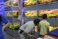 Многообразие пресноводных аквариумных растений радует взгляд