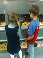 У аквариумов с мелкой пресноводной рыбой (барбусами, боциями, данио, микрорасборами)