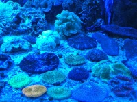Парад морских кораллов - фунгии, немензофиллии, сколимии