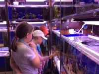 Много удивительного, интересного можно узнать, наблюдая за рыбками в аквариуме.