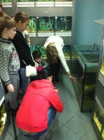 Это карантинный аквариум, здесь заболевшая рыба проходит лечение и профилактику.