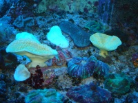 Морские кораллы: турбинарии, дискоактинии