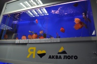 В супермаркетах "Аква Лого" можно приобрести живое население для любого аквариума, например, великолепных пресноводных дискусов