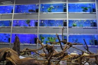 Огромный выбор аквариумных коряг порадует любого аквариумиста, владельца растительного аквариума