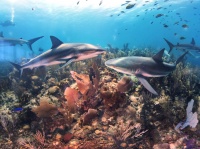 Коралловый риф с большим количеством обитателей, в том числе с акулами