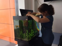 Валерия также обслуживает аквариум с живыми растениями на пятом этаже центра. Ребята с интересом наблюдают за работой оформителя и задают много вопросов по содержанию рыбок