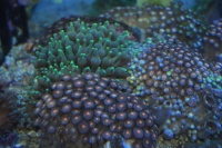 Многообразие цветов у морских кораллов (на фото зоантарии, актиния пузырчатая)