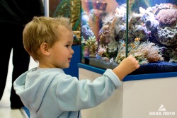 Больше всего внимания посетителей (и больших, и маленьких) досталось маленькому морскому аквариуму со встроенной системой жизнеобеспечения.