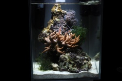 Морские нано-аквариумы Aquatlantis стали настоящим украшением выставки