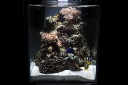 Каждый аквариум, освещенный только светодиодным светильником выглядел как фантастический морской уголок