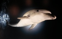 Также можно было познакомиться с множеством фотографий, в том числе и подводных обитателей - дельфинов