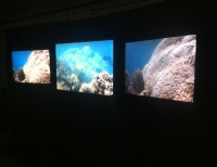 На больших экранах транслируется видео, демонстрирующее жизнь кораллового рифа  в формате 3D