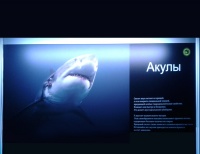 На информационных стендах - подробная информация о морских обитателях, например, акулах