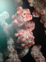 Великолепный морской конек притаился среди кораллов