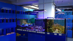 Морские беспозвоночные содержатся в магазине в специальных рифовых аквариумных системах. Специалисты супермаркета выполняют постоянный контроль параметров морской воды.