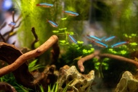 Растительный аквариум с с неонами.Фото: Николай Сафонов