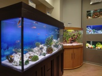 В аквариумном салоне "на Соколе" представлены как отдельно стоящие аквариумы, так и встроенные модели. Например, аквариумы в шкафу-купе.