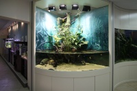 Открытый дуговой аквариум со скатами. Системы жизнеобеспечения размещены в тумбе под аквариумом. Аквариум также совмещает в себе функции палюдариума и флорариума