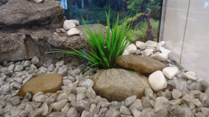 3) расставляем аквариумные камни и закрепляем пластиковые растения;