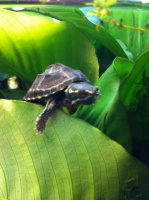 Обыкновенная мускусная черепаха.
Она ведёт исключительно водный образ жизни, хорошо плавает, но чаще всего бродит по дну водоёма в поисках пищи.